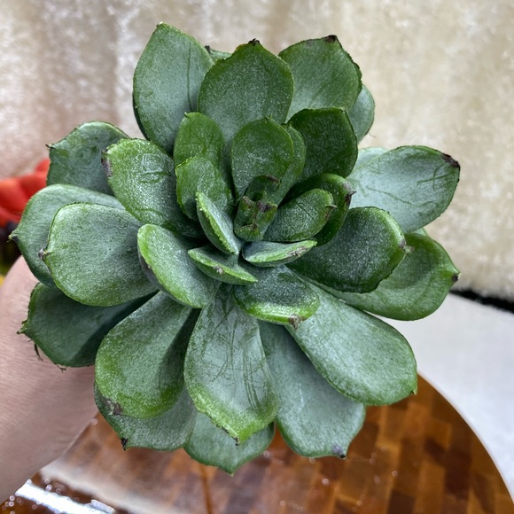 Lot of 4, Faux succulent florals for DIY - Picture 7 of 9